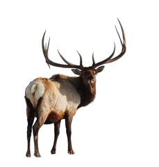 AF- Brutus - Legend of the Fall Series