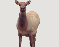 UB - Montana Elk Decoy - Eichler Elk
